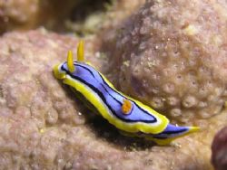 Naudibranch @ Flinders Reef off Morten Island. Shot taken... by Trevor Tame 